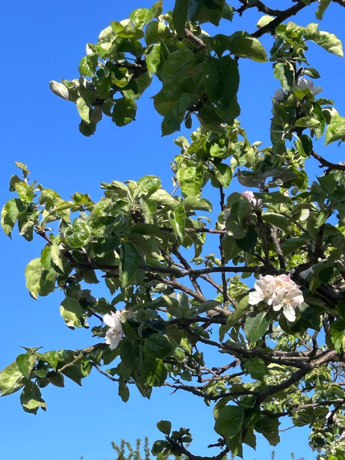 The Apple Tree Appartement Chestfield Buitenkant foto